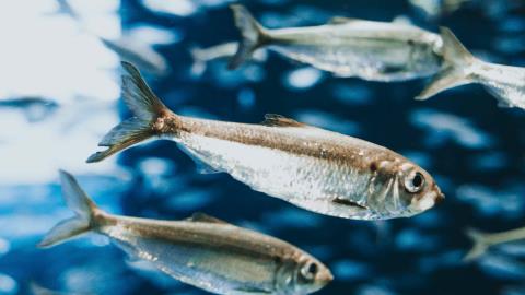Sardine raises $51.5m for fintech fraud platform
